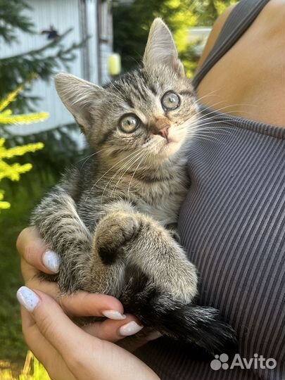 Кошечка в добрые руки