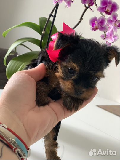 Йоркширский терьер щенки девочки mini