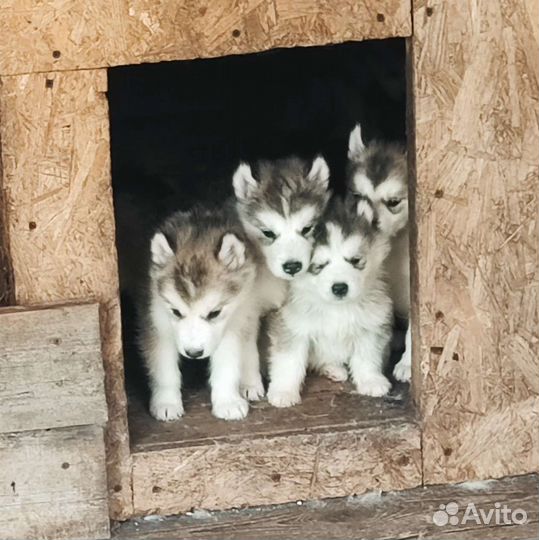 Аляскинский маламут щенки