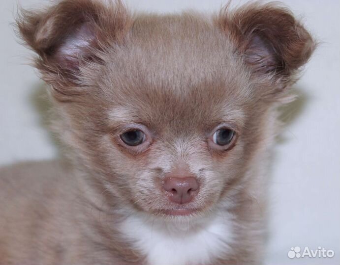 Лиловая кроха