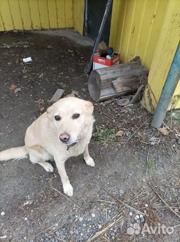 Спасите собачку