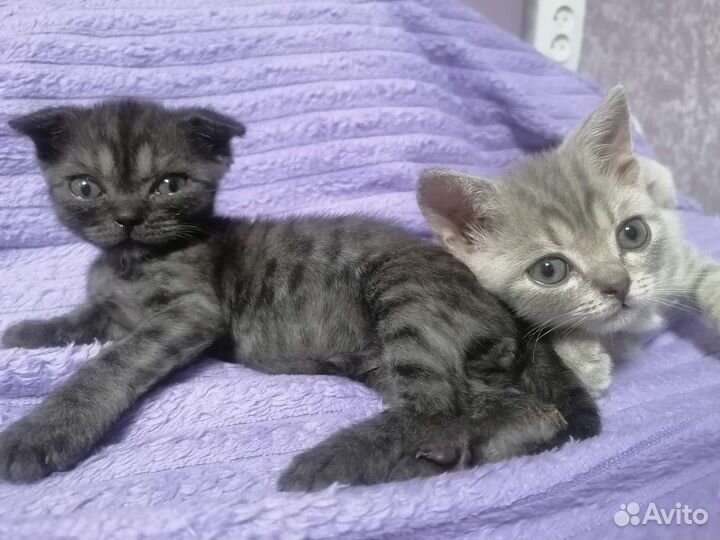 Шотландская вислоухая