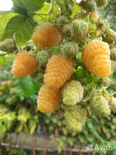 Саженцы малины рем.сортов