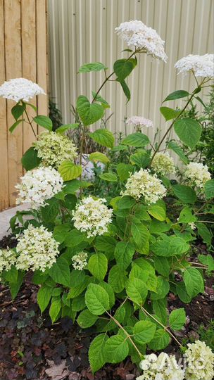 Гортензия метельчатая