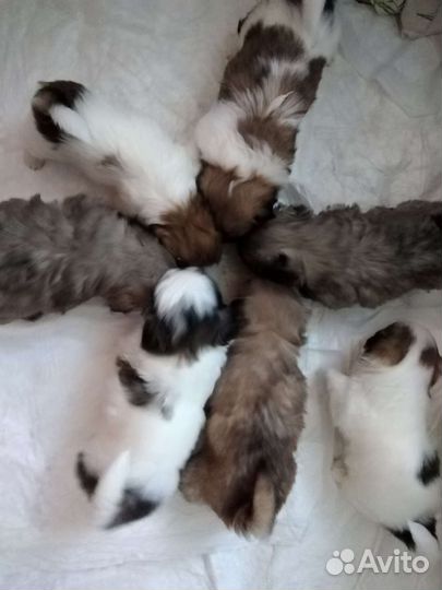 Щенки пекинеса