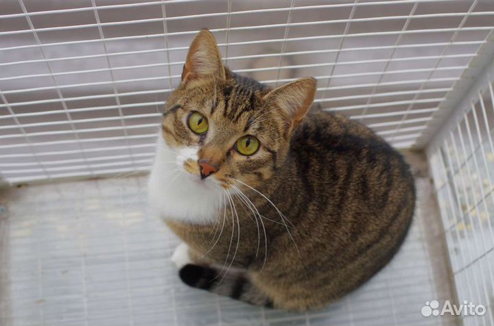 Глазастый и носатый котик