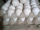 Яйцо инкубационное кур породы леггорн