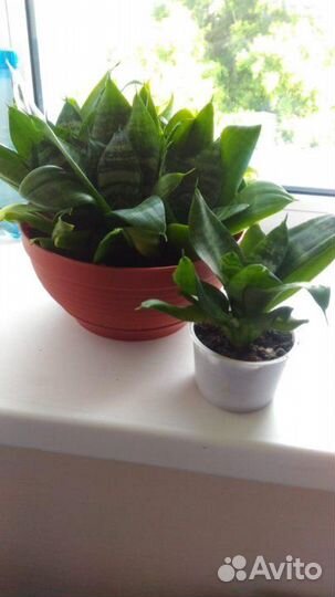 Сансевьера