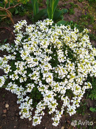 Цветы многолетники