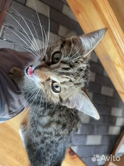 Улечный кот