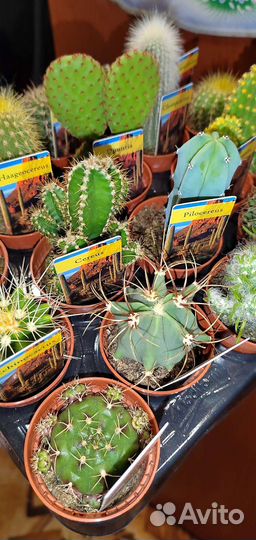 Кактусы, редкие