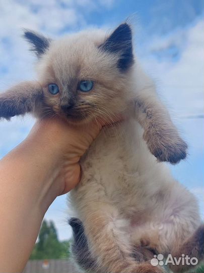 Котята в добрые руки бесплатно