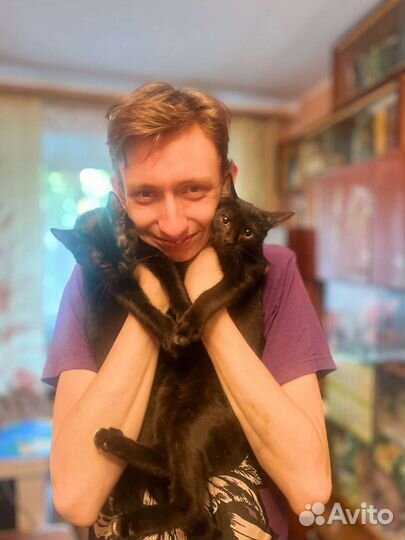 Котята в добрые руки бесплатно