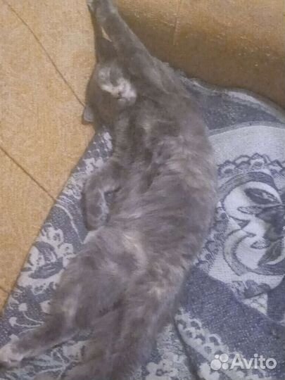 Котёнок девочка 6 месяцев