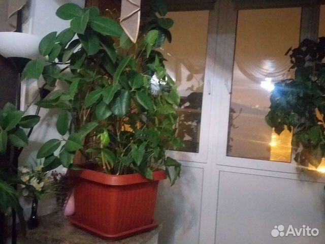 Цветы для офиса