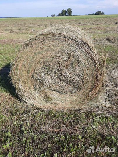 Сено в тюках