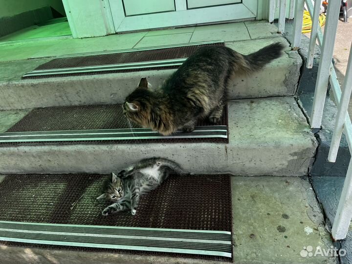 Котенок ищет дом