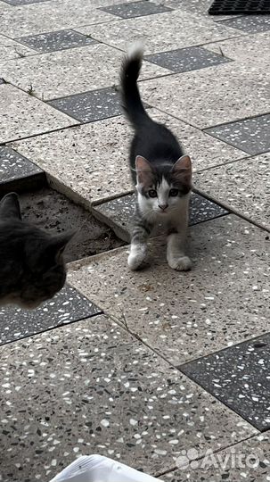 Котята в добрые руки даром