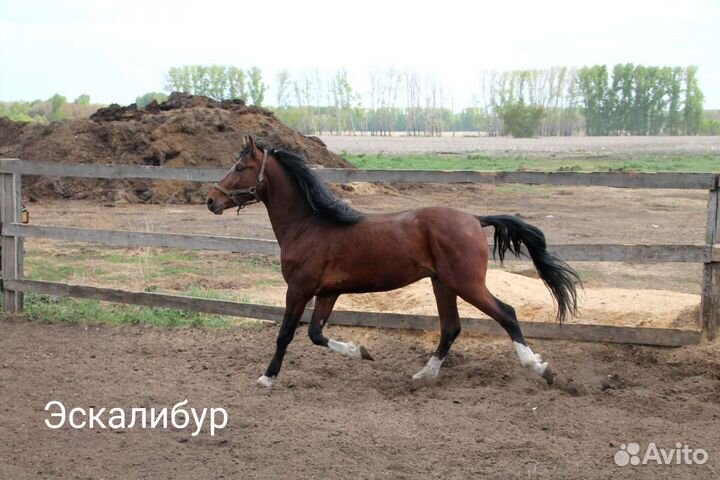 Лошади рысаки