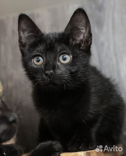 Невероятный котенок ищет дом