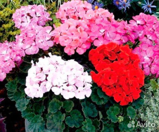 Пеларгония зональная. Пеларгония низкорослая. Dynasty daji пеларгония. Герань маверик виолет. Пеларгония зональная карликовая нано f1 эплблоссом.