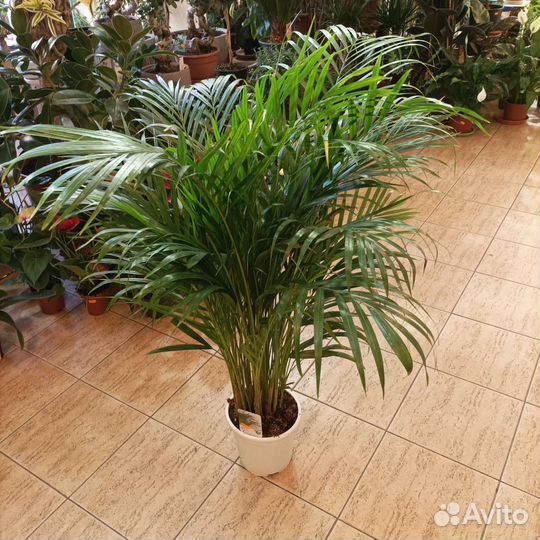 Пальма арека