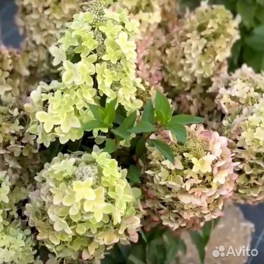 Гортензия Металлика