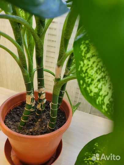 Диффенбахия