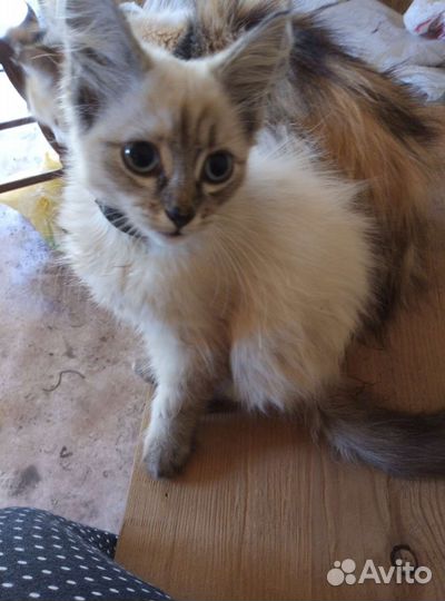 Кошка в дар бесплатно