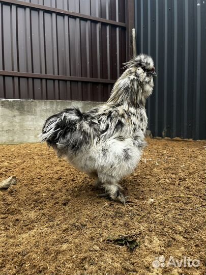 Петух китайский шелковый