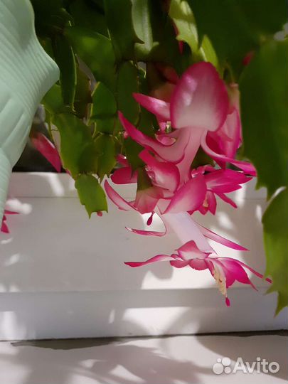 Декабрист шлюмбергера