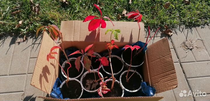 Дикий виноград (девичий)