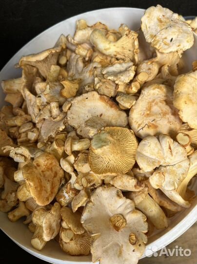 Грибы лисички