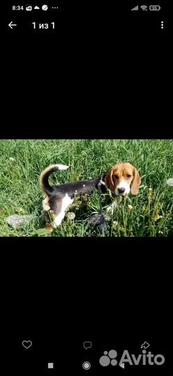 Щенки бигль