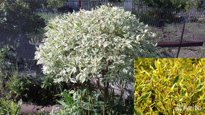 Белая сирень, декор. кустарники,девичий виноград