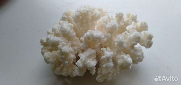 Натуральный коралл