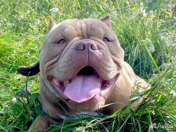 Вязка микро экзот булли