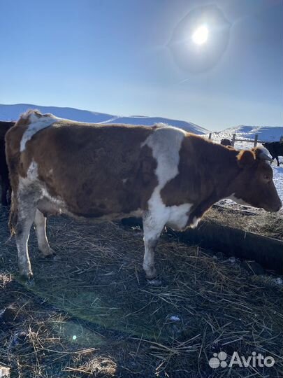 Корова дойная