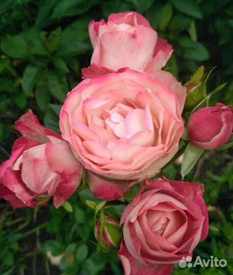 Роза Акрополис