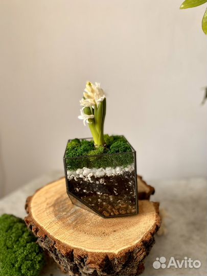 Флорариум 