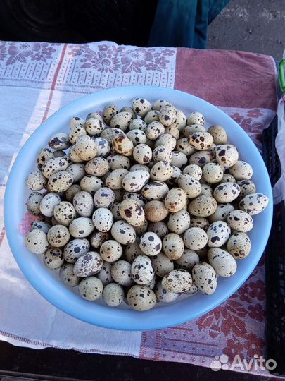 Продукты питания