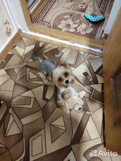 Ищем невесту