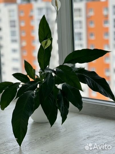 Спатифилиум