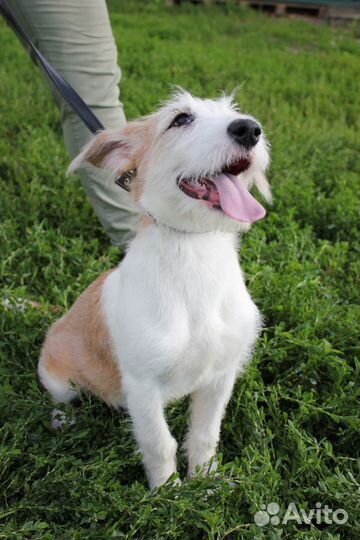 Никуся (4-5 мес) с разноцветными глазками ищет дом