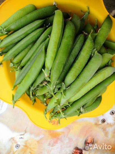Горох зеленый свежий