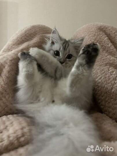 Британский котенок