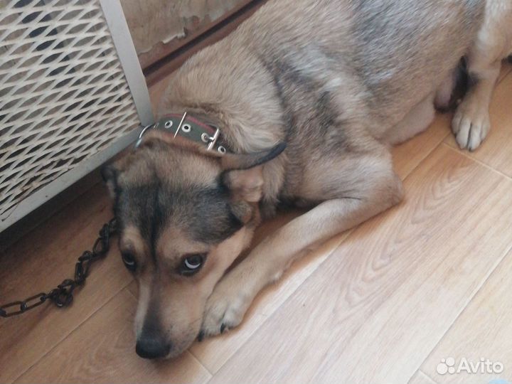 Отдам бесплатно