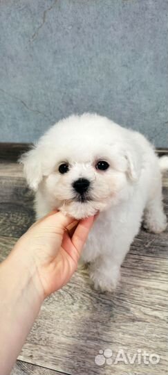 Щенки бишон фризе, очаровательные малыши