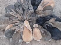 Кролики крупной мясной. Крольчат от 1-2 месяцев