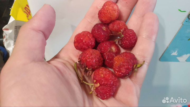 Усы клубники